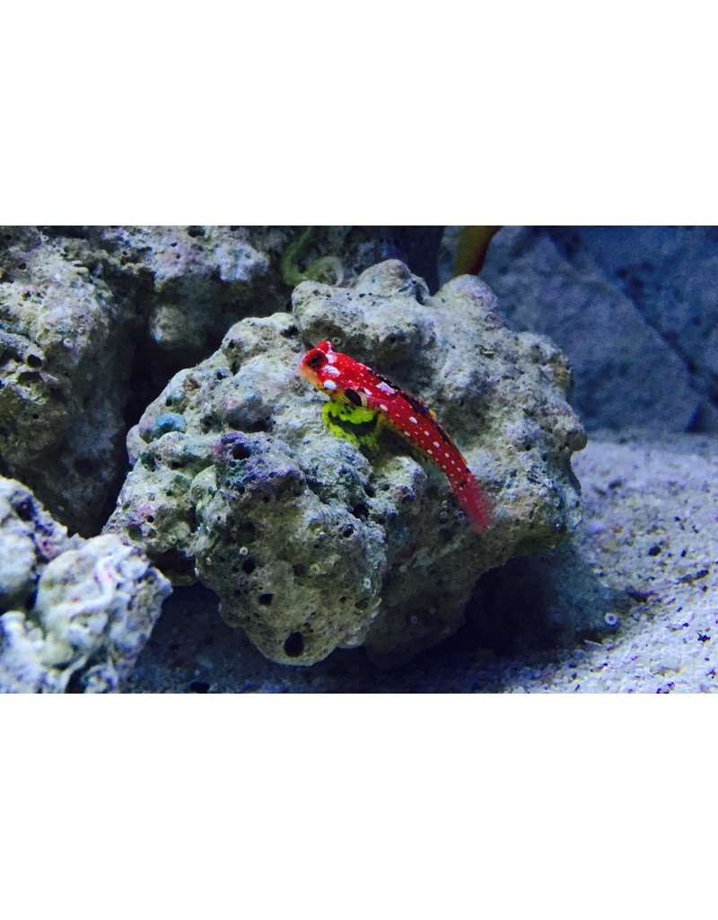 Roter Mandarinfisch - Synchiropus sycorax "Paar"
