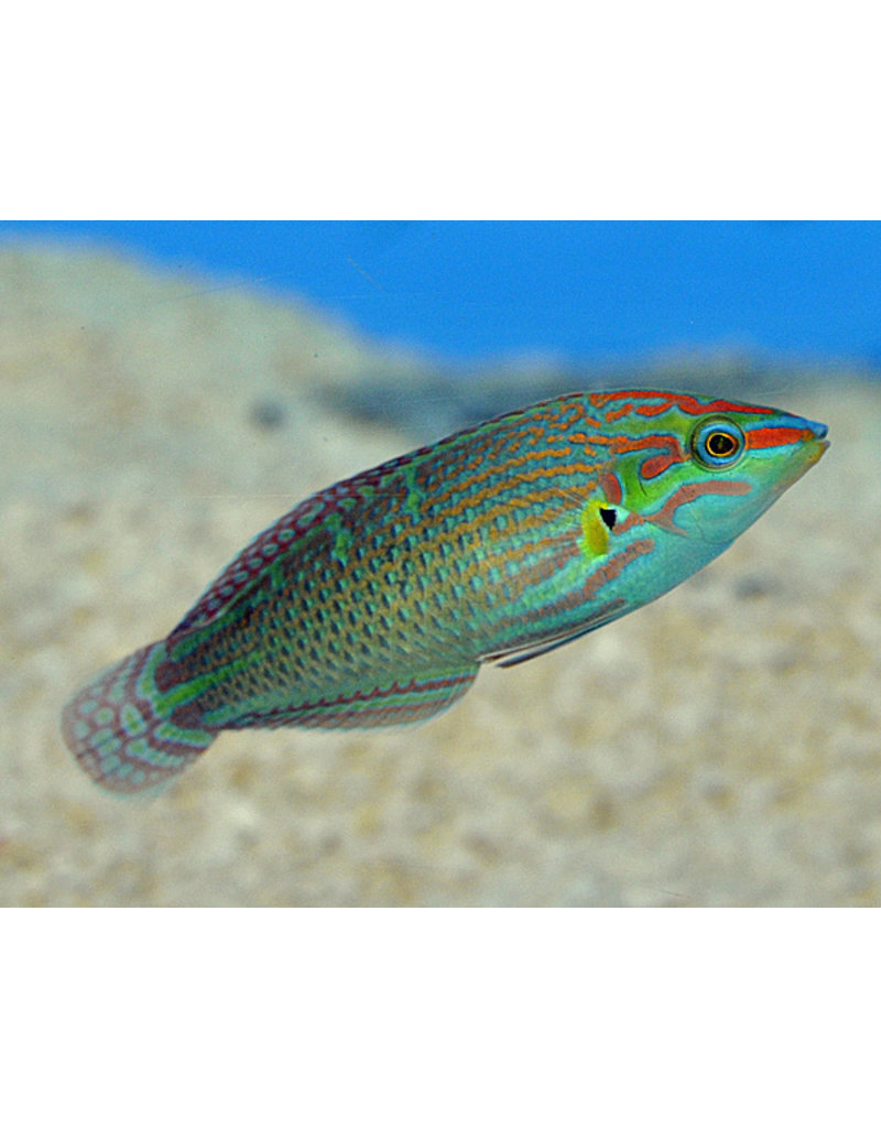 Regenbogenlippfisch - Halichoeres melanurus