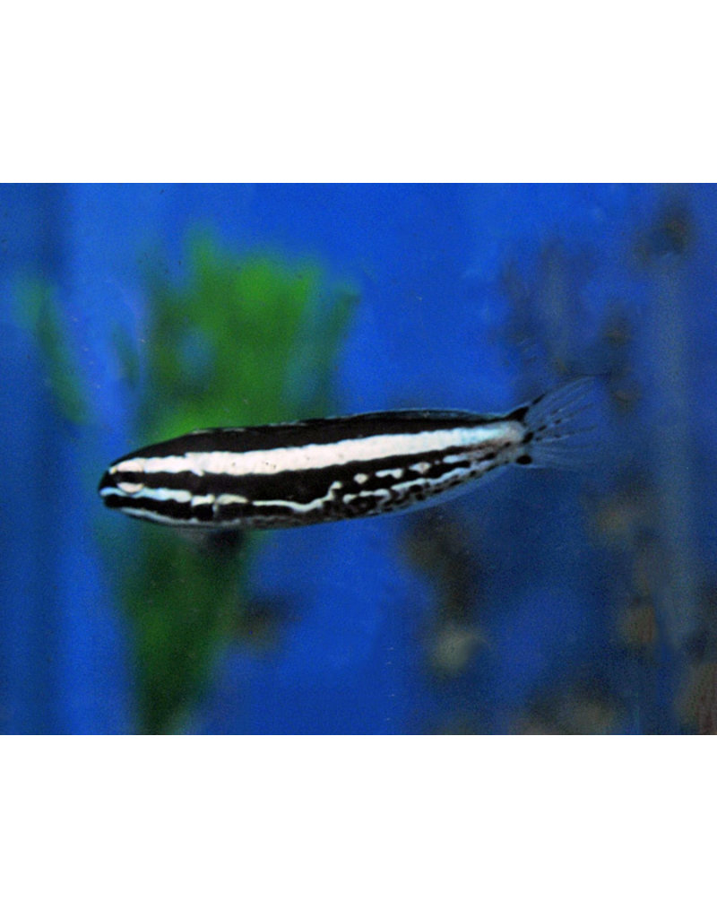 Kamohara Blenny - Meiacanthus kamoharai