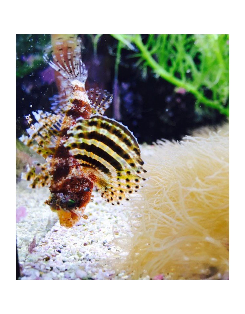 Kurzflossen Zwergfeuerfisch - Dendrochirus brachypterus