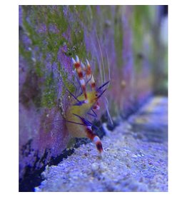 Blaubein Scherengarnele - Stenopus cyanoscelis