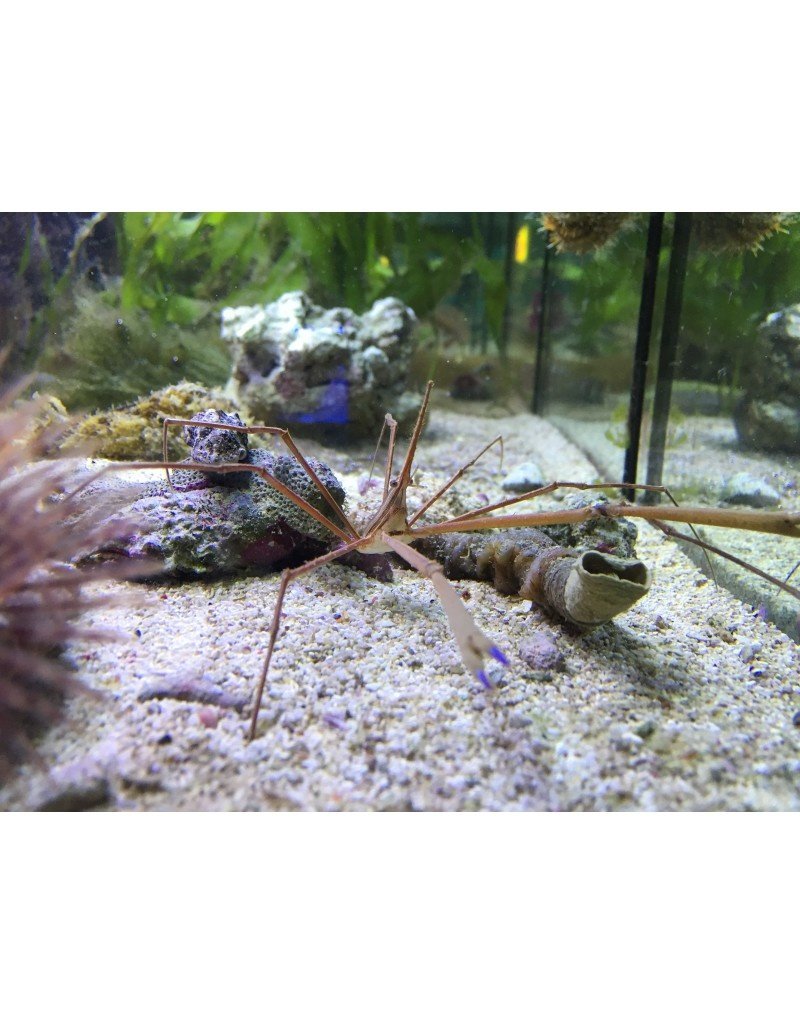 Pfeil Gespensterkrabbe - Stenorhynchus seticornis