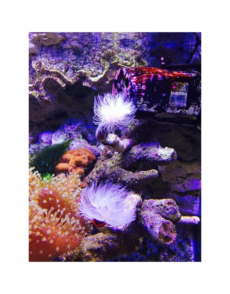 Kalkröhrenwurm - Protula bispiralis "Weiß"