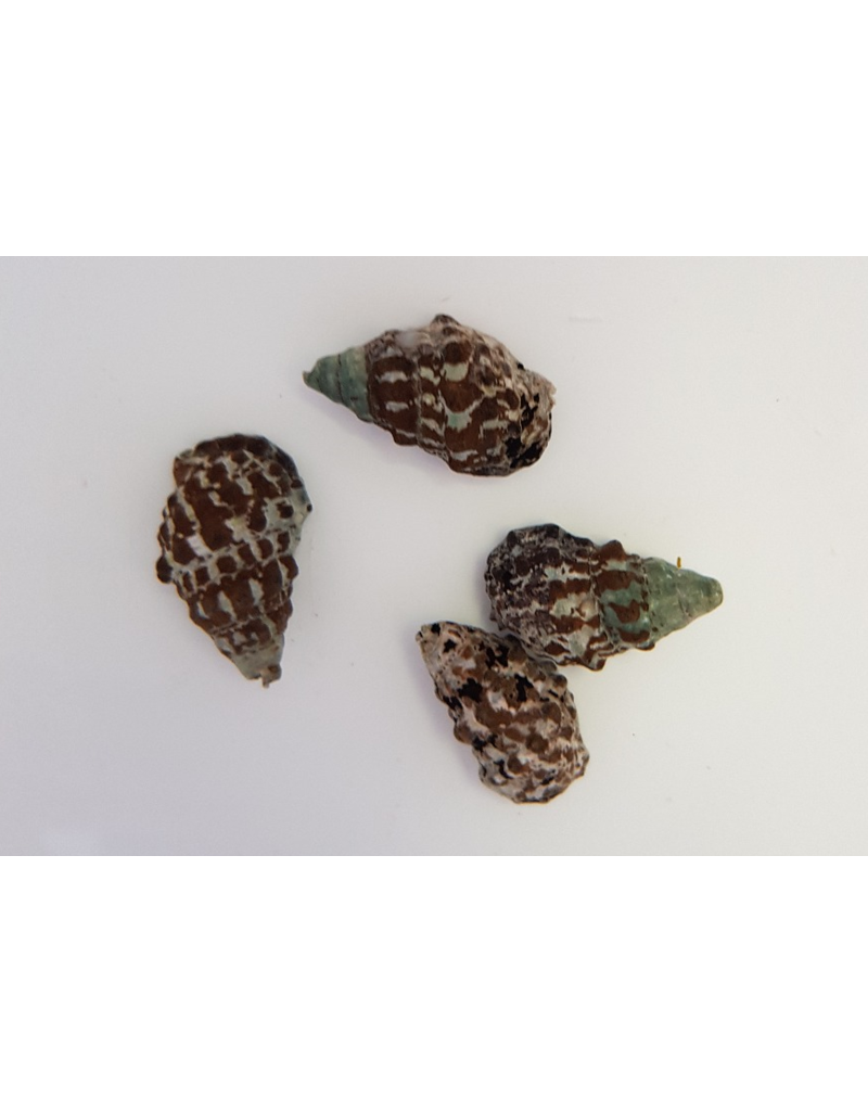 Nadelschnecke - Cerithium sp.