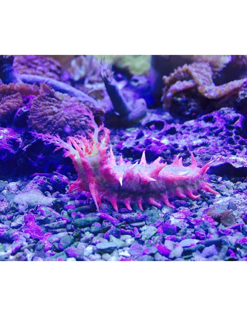 Kleine Warzenseewalze Pink - Colochirus crassus