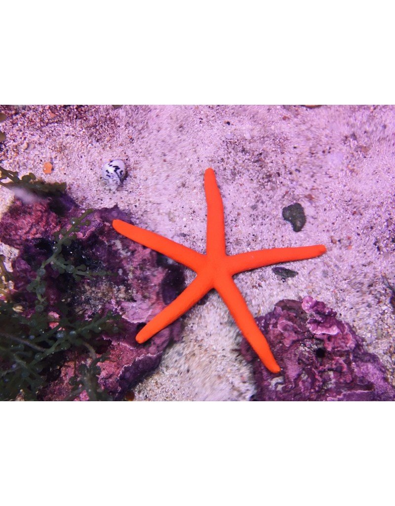 Roter Seestern XXL - Linckia sp.