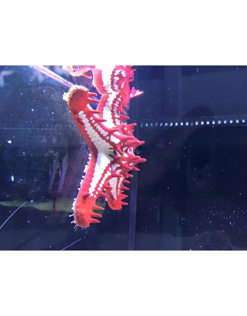 Lincks Walzenseestern - Protoreaster lincki