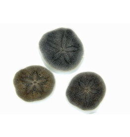 Sand Dollar