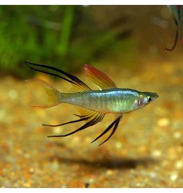 Filigran Regenbogenfisch