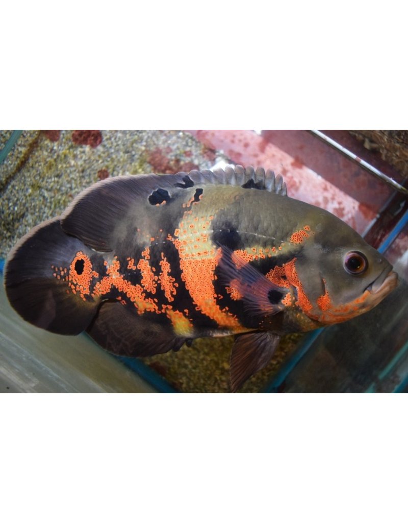 Pfauenaugen Buntbarsch - Astronotus ocellatus