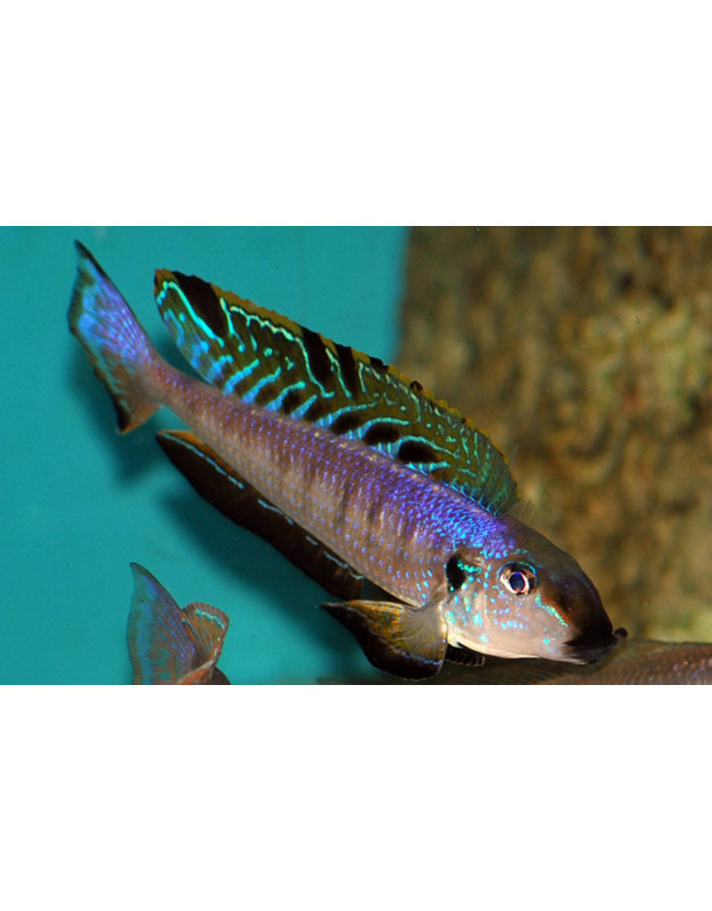 Schwarzkinn Sandcichlide - Xenotilapia melanogenys