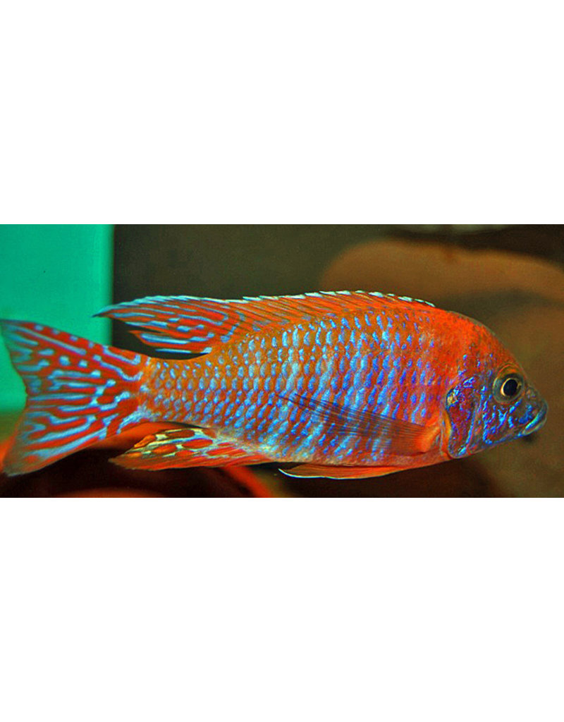 Kaiserbuntbarsch - Aulonocara sp. "Ruby Red"