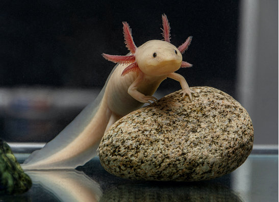 Axolotl & Andere Amphibien