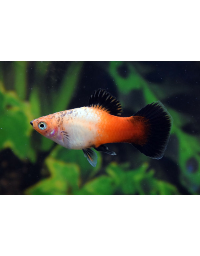 Platy - Xiphophorus maculatus "Tricolor Wagtail"