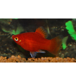 Platy - Xiphophorus maculatus "Korallenplaty"