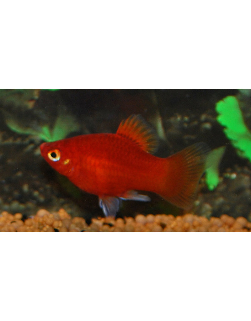 Platy - Xiphophorus maculatus "Korallenplaty"