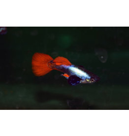 Guppy Männchen - Poecilia reticulata "Dumbo ear platinum red"