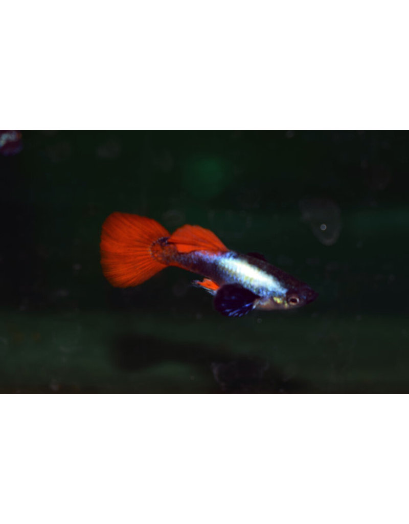 Guppy Männchen - Poecilia reticulata "Dumbo ear platinum red"