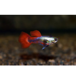 Guppy Männchen "Dulan neon rot"