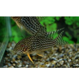 Orangeflossen Panzerwels - Corydoras sterbai