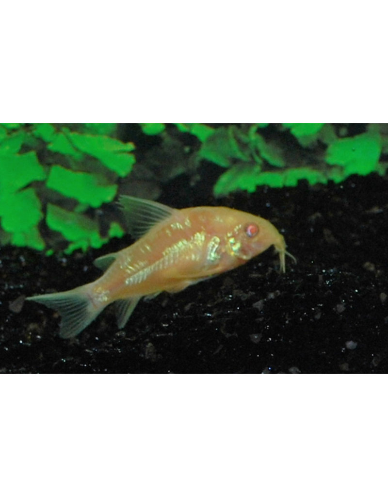 Marmorierter Panzerwels - Corydoras paleatus "Albino"