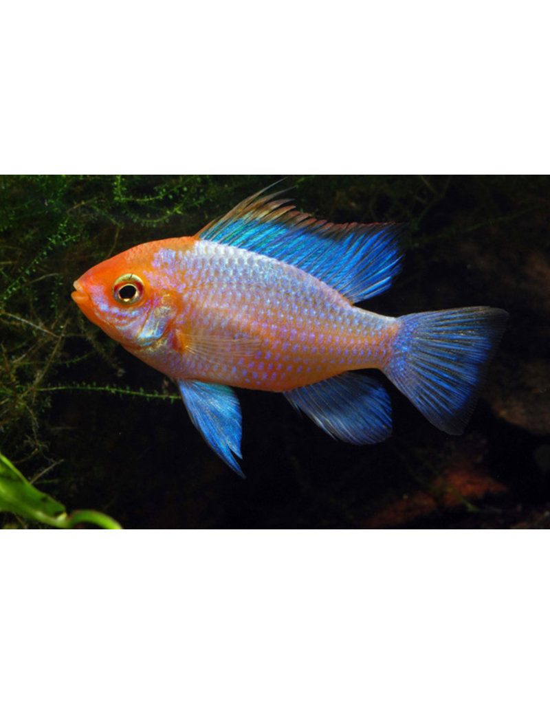 Südamerikanischer Schmetterlingsbuntbarsch - Mikrogeophagus ramirezi “Neon Blau Gold"