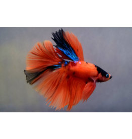 Kampffisch Männchen - Betta splendens "Halfmoon Nemo"