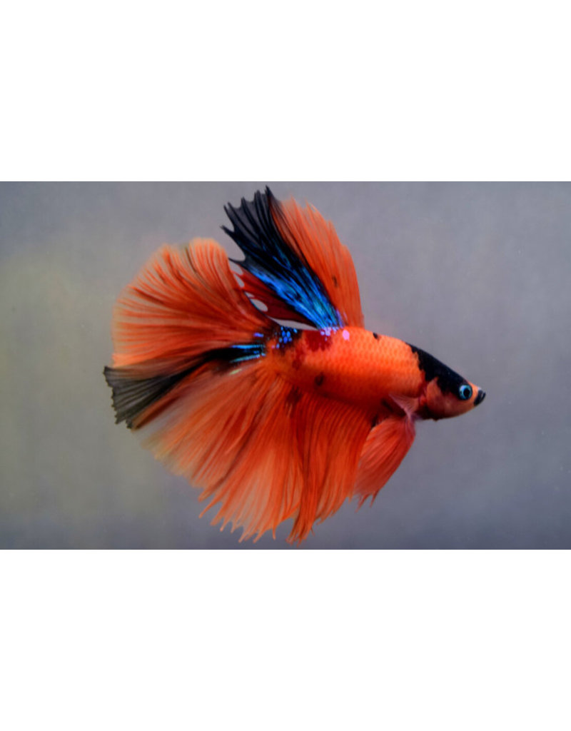 Kampffisch Männchen - Betta splendens "Halfmoon Nemo"
