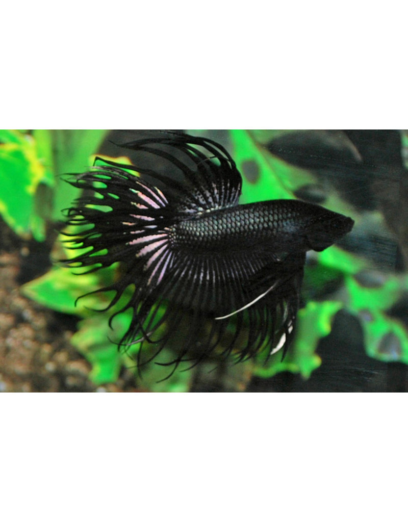 Kampffisch Männchen - Betta splendens "Crowntail schwarz"