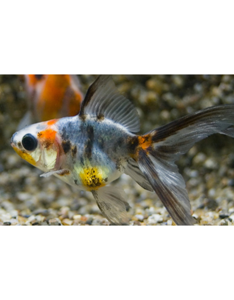 Schleierschwanz - Carassius auratus "Calico"