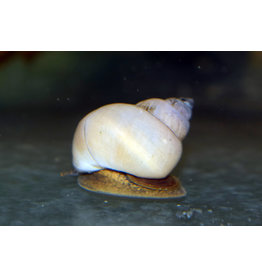 Weiße Fluss Schnecke