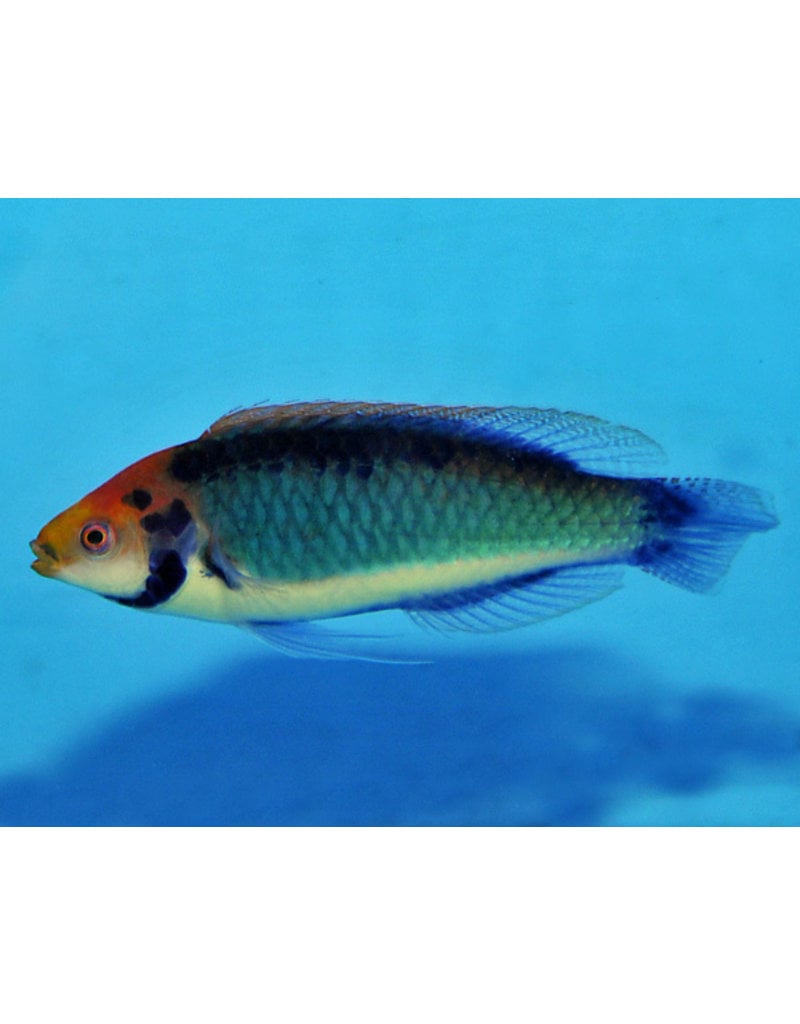 Rotaugen Zwerglippfisch - Cirrhilabrus solorensis