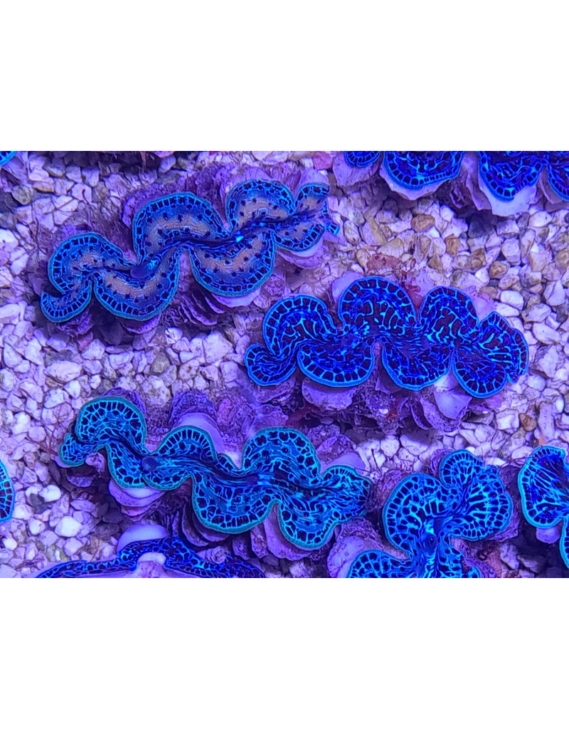 Mördermuschel - Tridacna maxima "Ultra Blau 6-8cm"