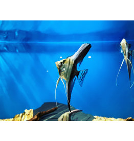 Skalar - Pterophyllum scalare "Bicolor"