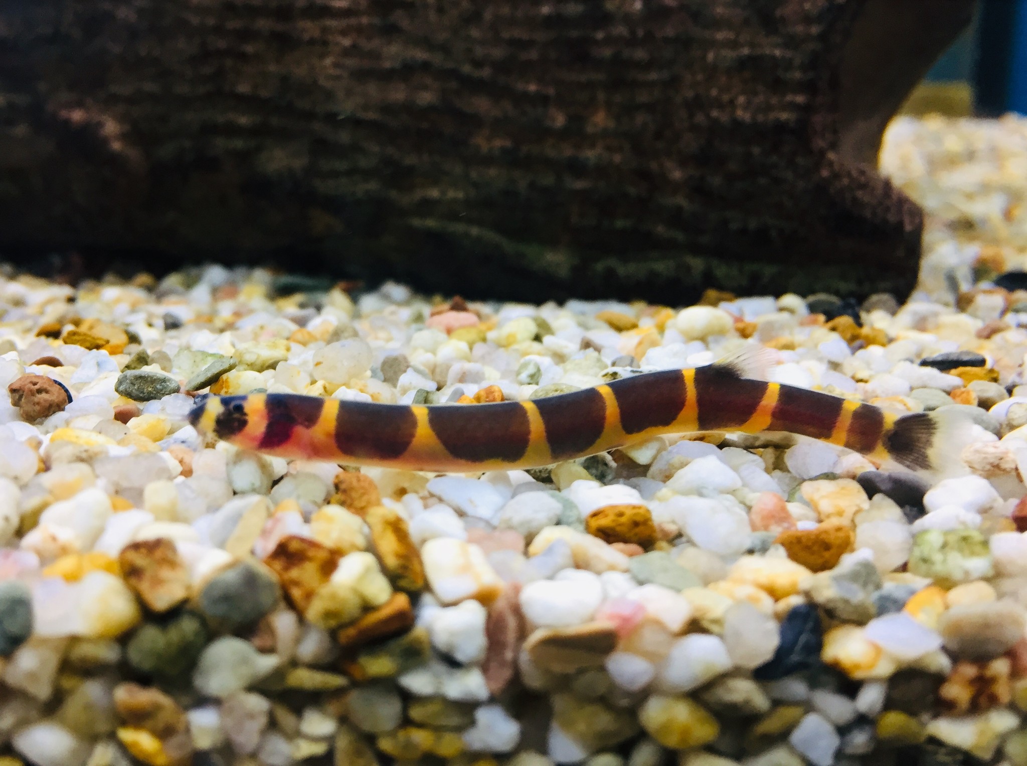 Geflecktes Dornauge kaufen im Aqua Online Shop