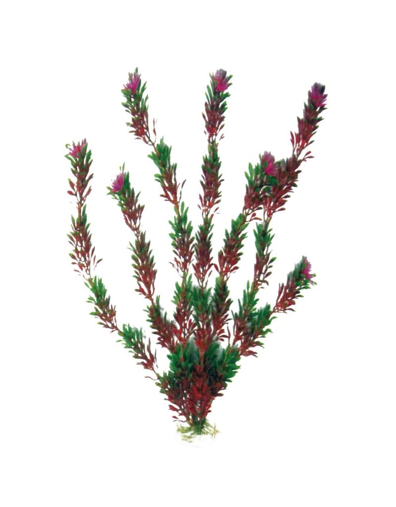 Amtra  Flora Bicolour LG 23cm Kunstpflanze