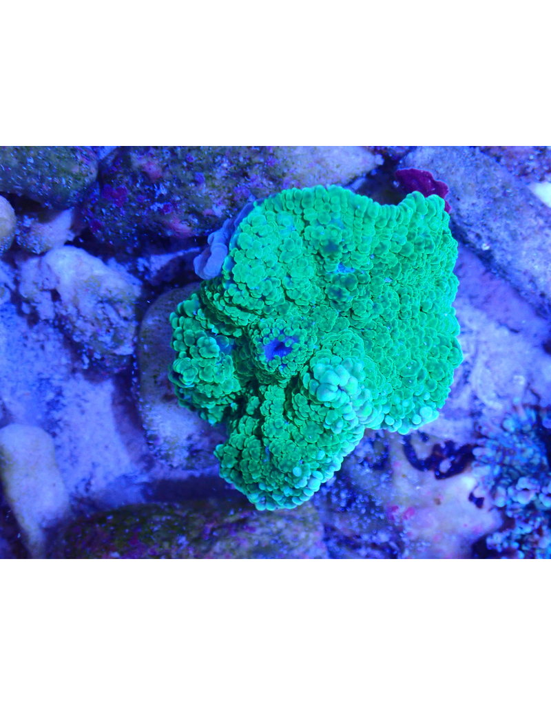 Scheibenanemone - Discosoma sp. Ultra Green