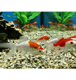 Goldfisch  - Carassius auratus "Sarasa"