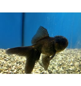 Löwenkopf - Carassius auratus "Schwarz" 8-10cm