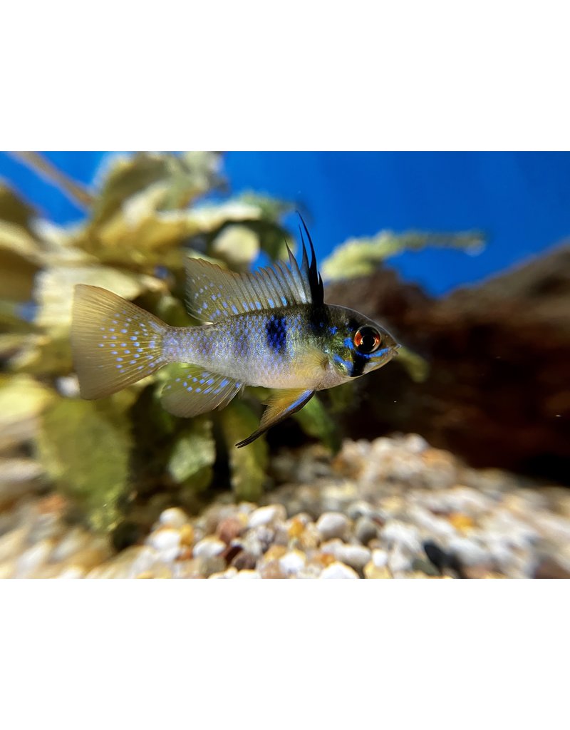 Südamerikanischer  Schmetterlingsbuntbarsch - Mikrogeophagus ramirezi "Black Devil"