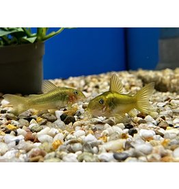 Panzerwels - Corydoras sp. "Green Laser"