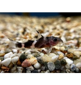 Valentine Fiederbartwels - Synodontis valentiana