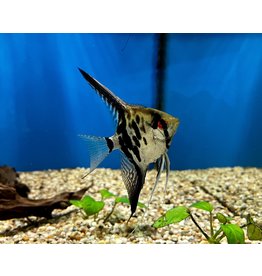 Skalar - Pterophyllum scalare "Dantum"