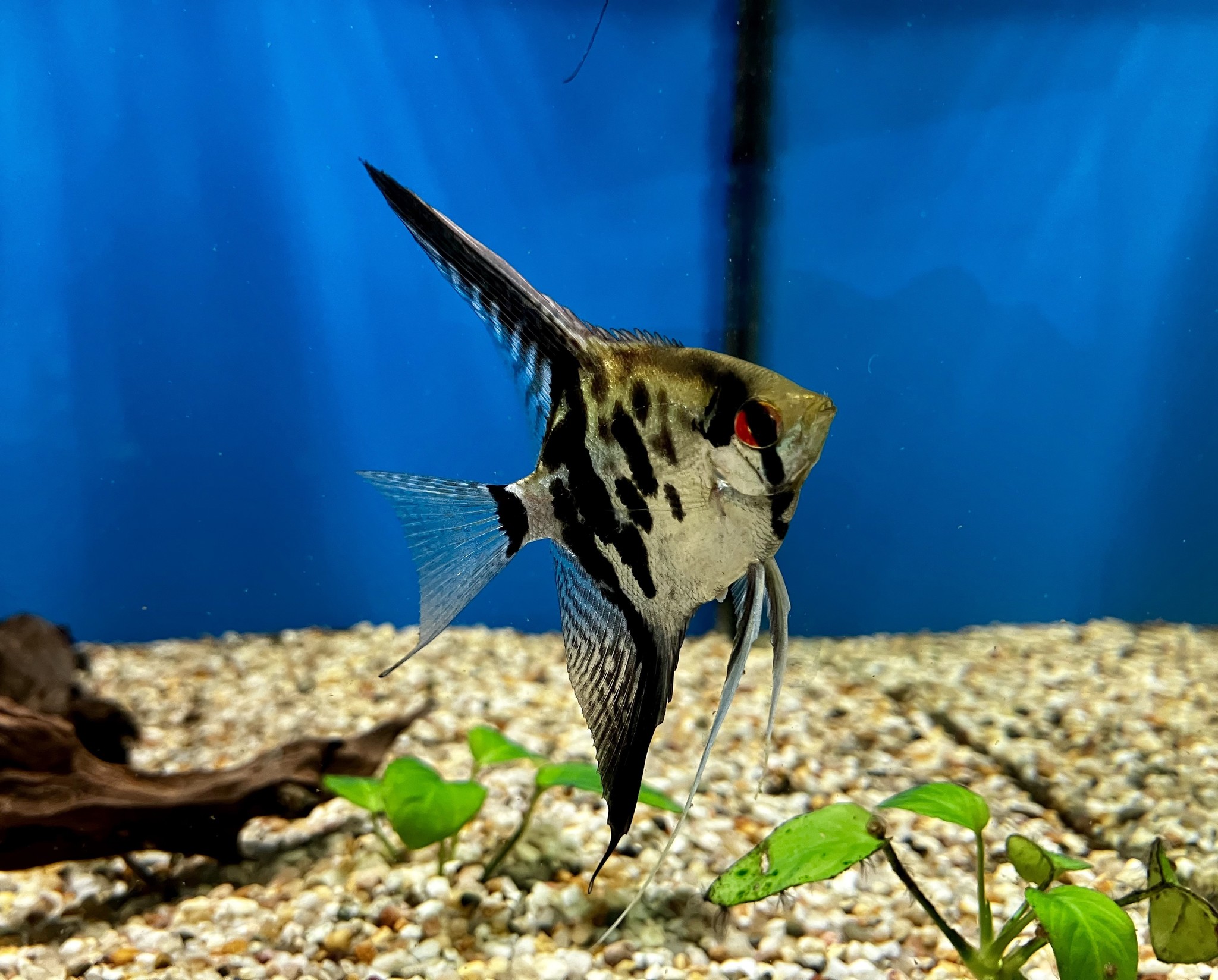 Skalar Dantum kaufen im Aqua Online Shop