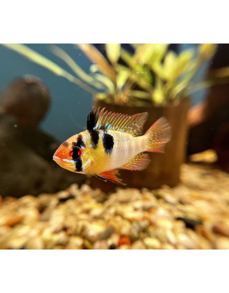 Südamerikanischer Schmetterlingsbuntbarsch - Mikrogeophagus ramirezi