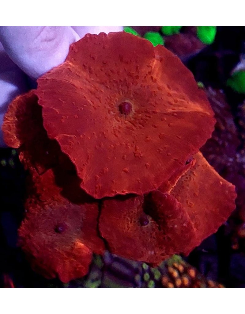 Scheibenanemonen Discosoma sp. "Red"