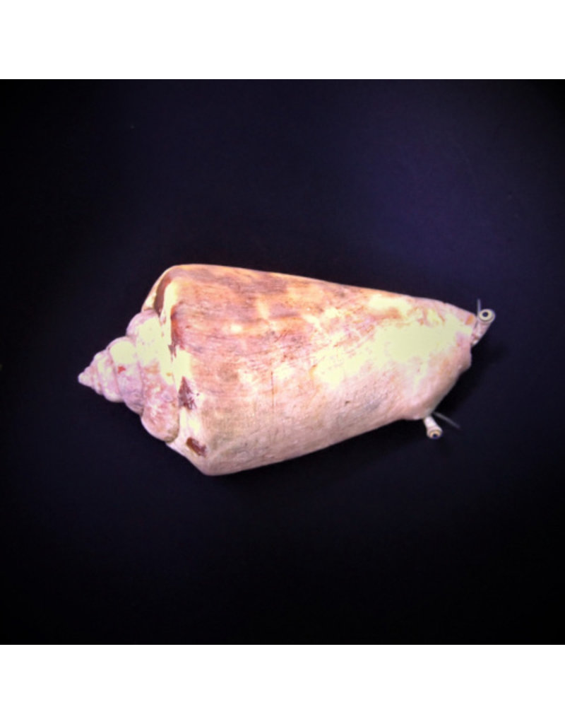 Kegelfechterschnecke - Strombus luhuanus