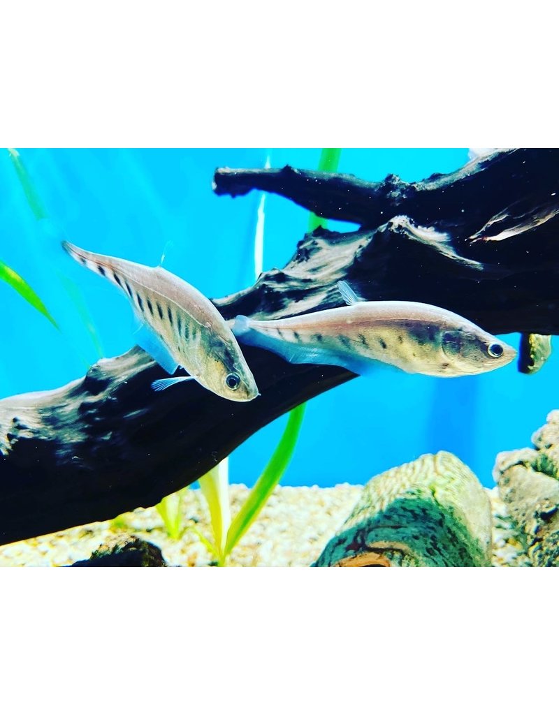 Tausenddollarfisch - Chitala ornata