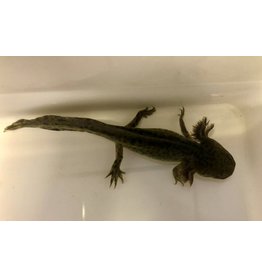 Axolotl - Ambystoma mexicanum "Grau"