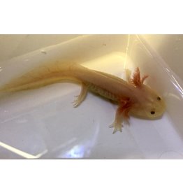 Axolotl "Albino"